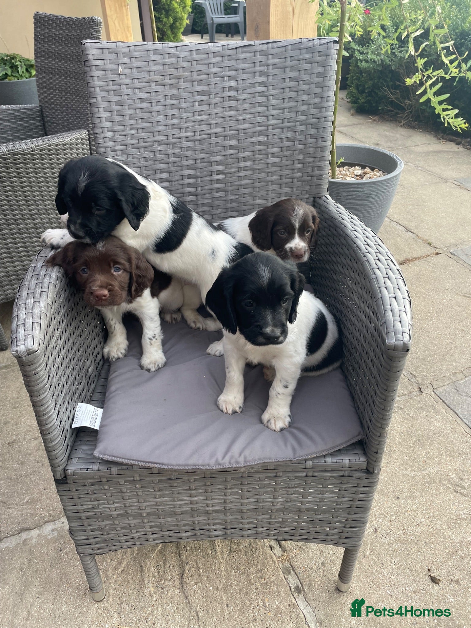 English Springer Spaniel dogs KC Registered Springer Spaniel Puppies for sale - Advert 1