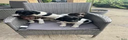 English Springer Spaniel dogs for sale: KC Registered Springer Spaniel Puppies for sale - Advert 1
