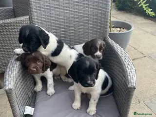English Springer Spaniel dogs KC Registered Springer Spaniel Puppies for sale - Advert 5