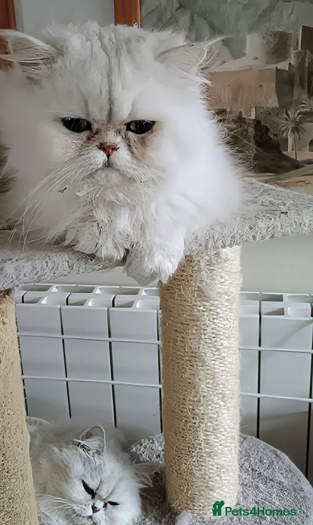 Persian cats for sale: Beautiful loving boy - Advert 2