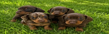 Dachshund Puppy 2