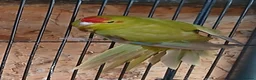 Parakeets birds for sale: Kakariki hen Cinnamon kakariki girl  - Advert 1