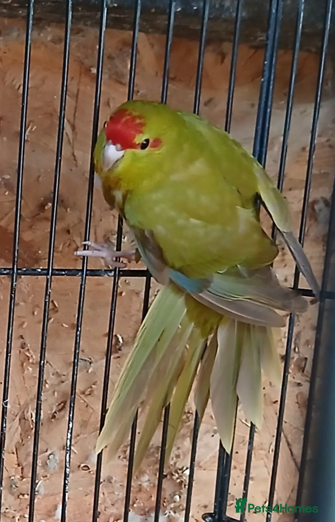 Parakeets birds for sale: Kakariki hen Cinnamon kakariki girl  - Advert 1