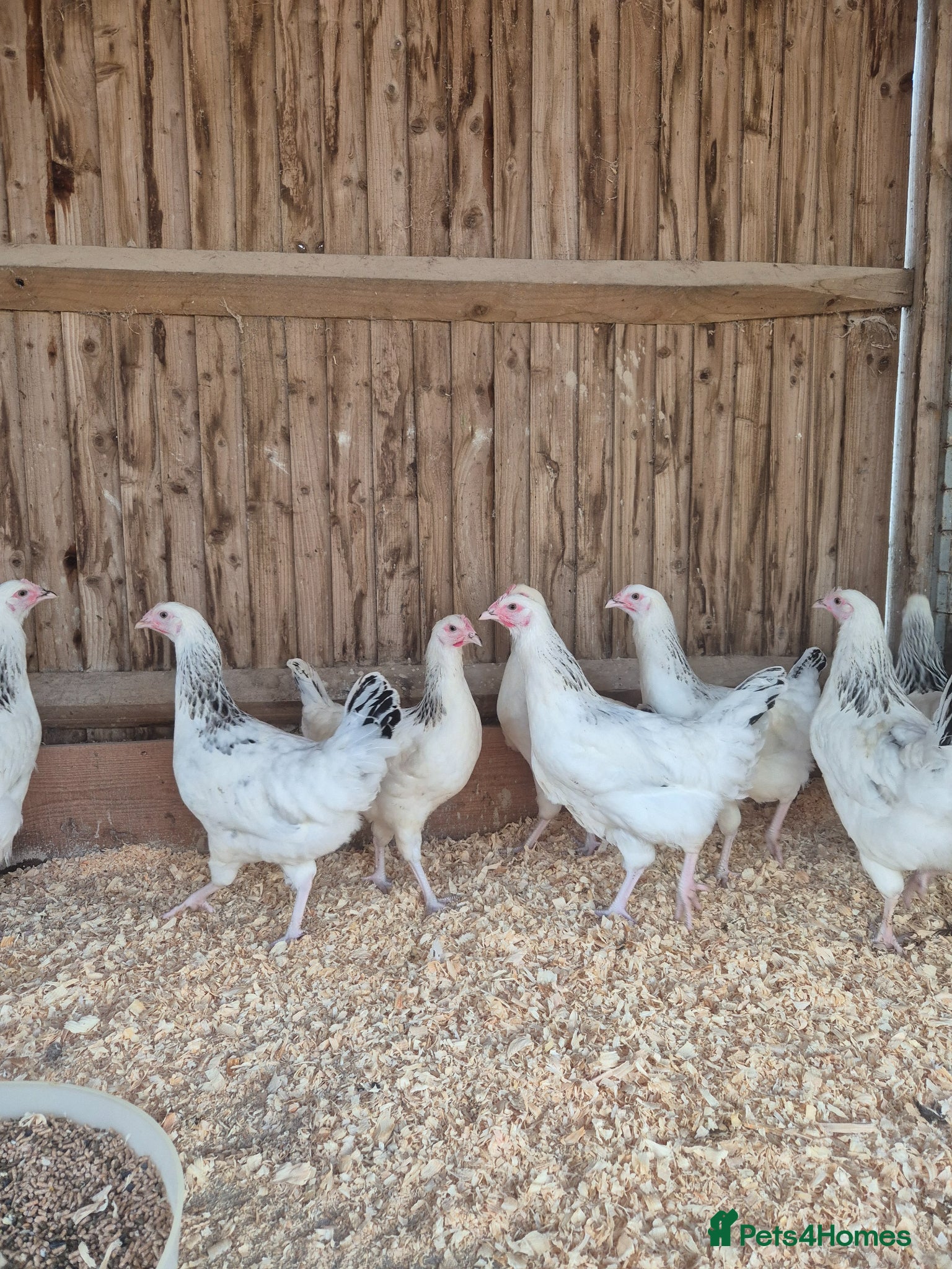 Chickens poultry for sale: Light sussex and white leggorn hens - Advert 3