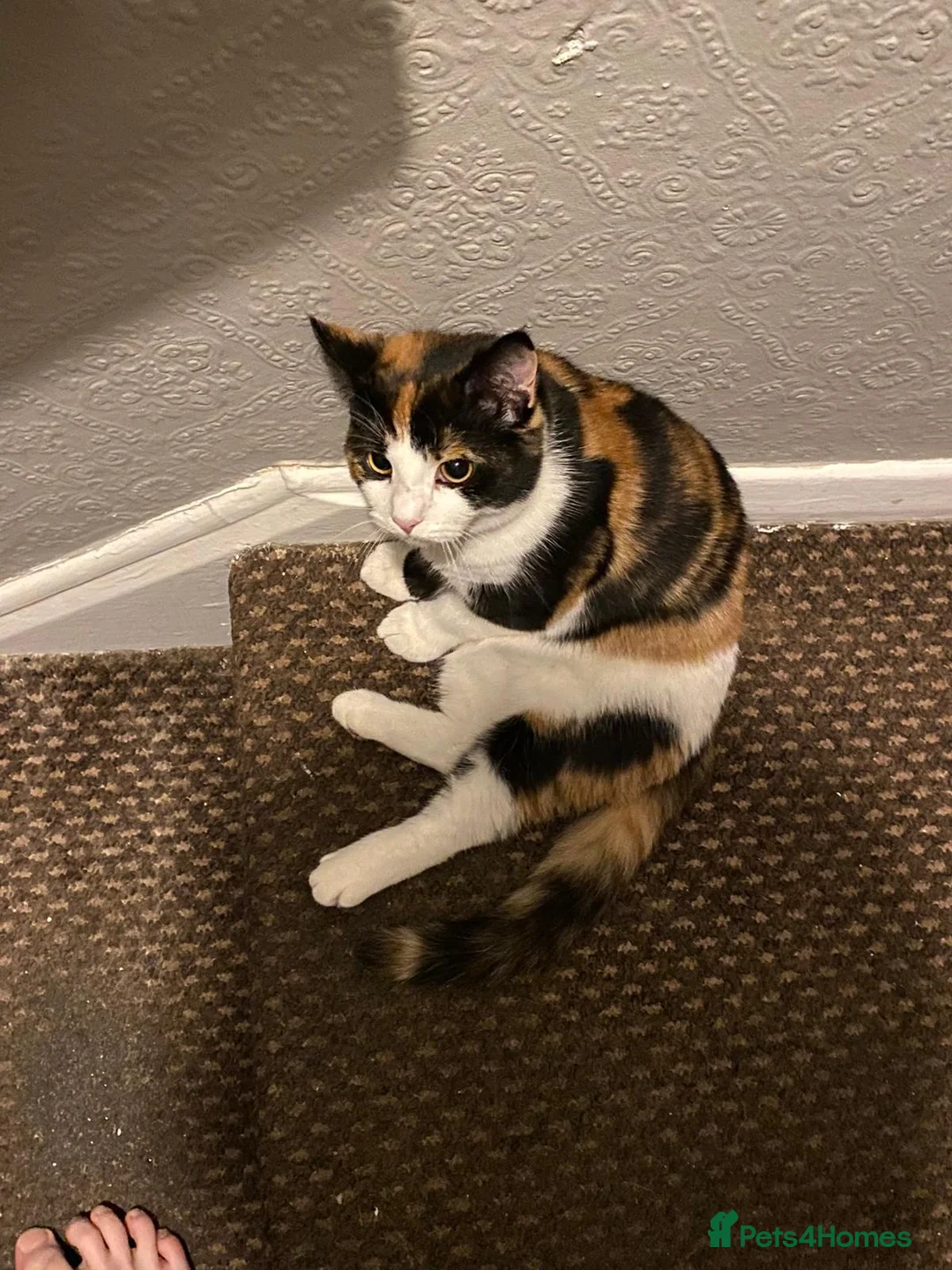 British Shorthair cats for sale: Cali - calico british shorthair cat - Advert 2