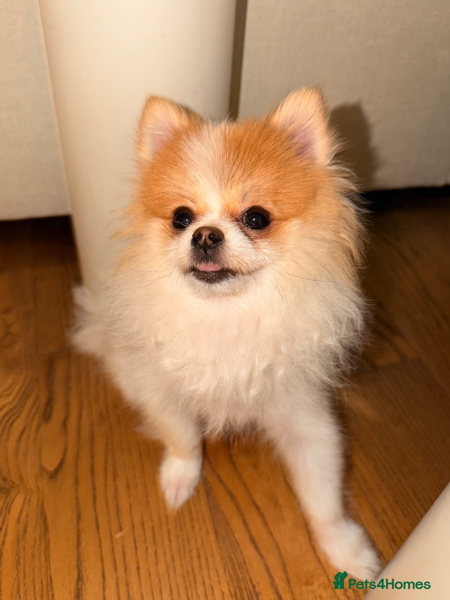 Pomeranian dogs 1 year old  **  pom - Advert 2