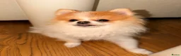 Pomeranian dogs for sale: 1 year old  **  pom in London - Advert 1