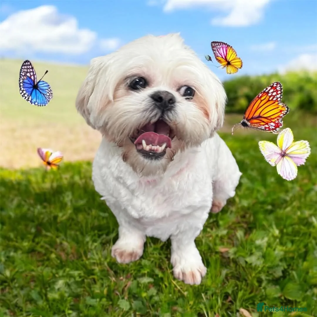 Malshi dogs for sale: Bonnie in Preston - Advert 5