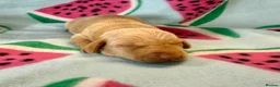 Miniature Dachshund dogs for sale: Kc Reg Smooth Haired Miniature Dachshunds  - Advert 10