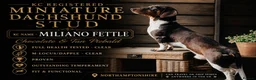 Miniature Dachshund dogs for stud: KC Miniature Dachshund Stud - Advert 1