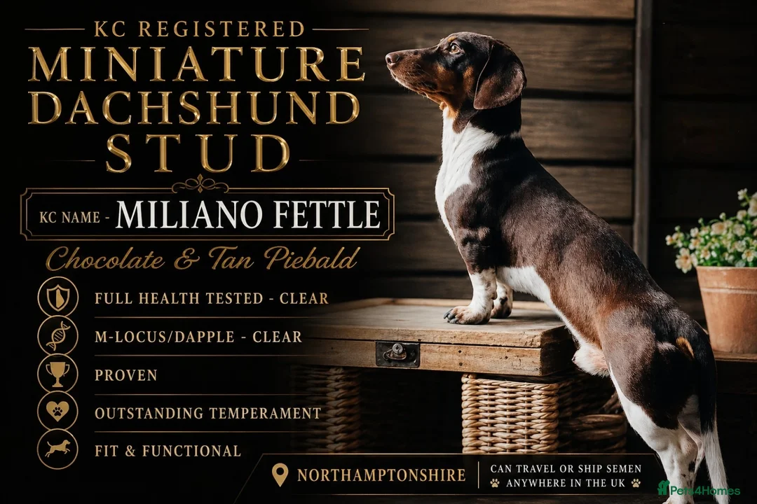 Miniature Dachshund dogs for stud: KC Miniature Dachshund Stud - Advert 1