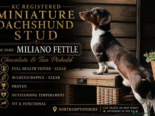 Miniature Dachshund dogs KC Miniature Dachshund Stud - Advert 9