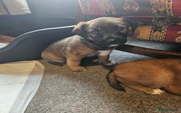 Mixed Breed dogs for sale: Adorable Lurcher Cross Puppies Available! - Image 2