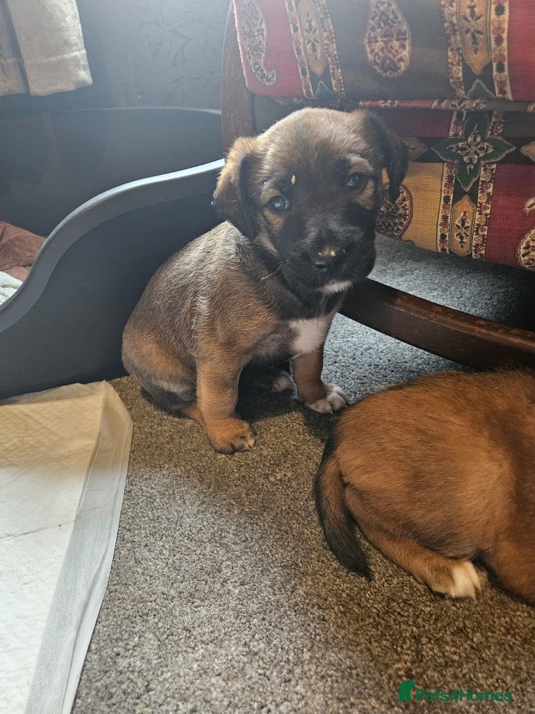 Mixed Breed dogs for sale: Adorable Lurcher Cross Puppies Available! - Image 2