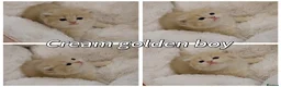 British Shorthair cats for sale: Pedigree BSH golden kitten TICA registered  - Advert 1