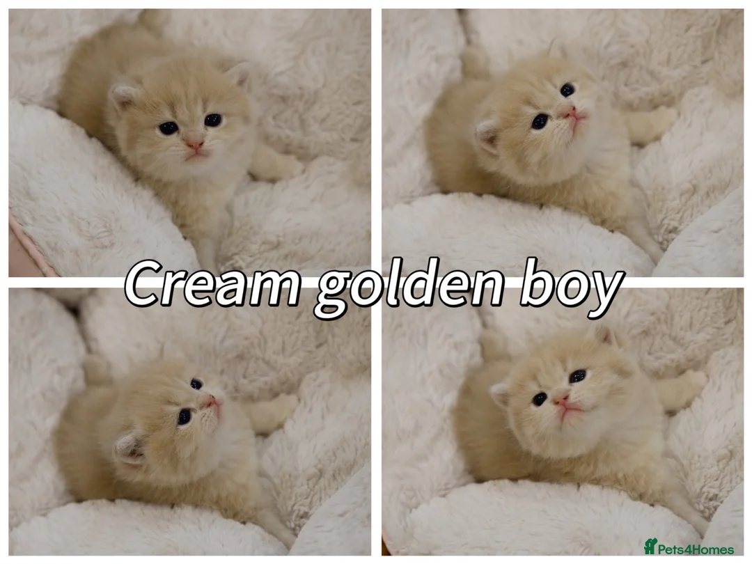 British Shorthair cats for sale: Pedigree BSH golden kitten TICA registered  - Advert 1