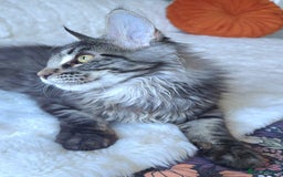 Maine Coon cats for sale: Big outstanding Russian lines with many champions  - Image 16