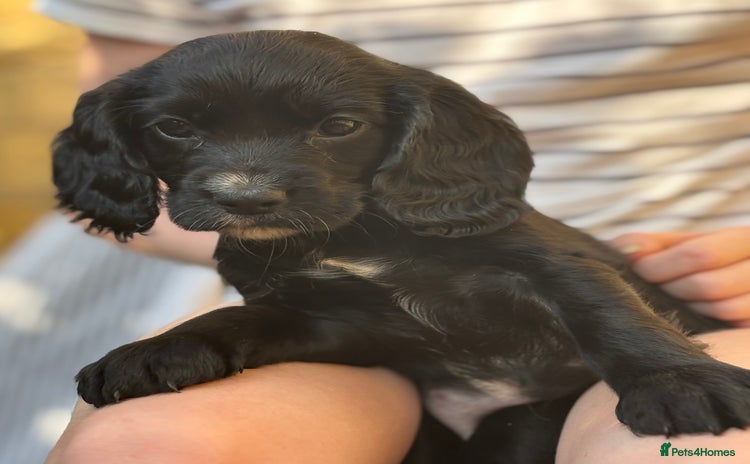 Cocker Spaniel dogs - Advert 13