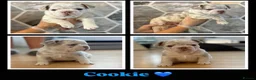 French Bulldog dogs for sale: French Bulldogs Puppies  in Coventry - Advert 2