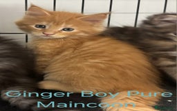 Maine Coon cats for sale: Maincoon Kitten For Sale - Image 12