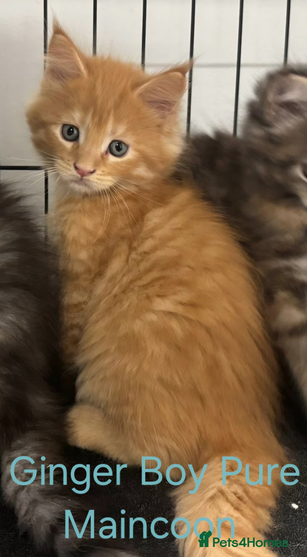 Maine Coon cats for sale: Maincoon Kitten For Sale - Image 12