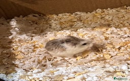 Hamster rodents for sale: 2 Russian dwarf for sale - Image 1