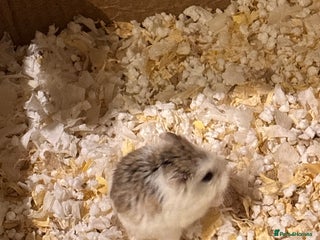 Hamster rodents - Advert 9