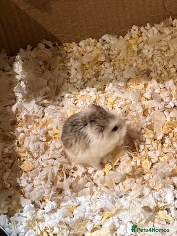 Hamster rodents - Advert 3