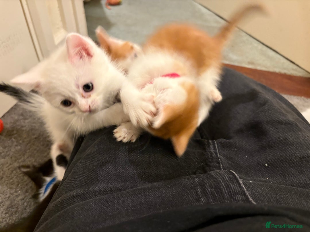 Domestic Shorthair cats for sale: Domestic Shorthairs - 6 Left - Advert 6