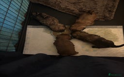 Shih Tzu dogs for sale: Shih Tzu puppies - Image 12