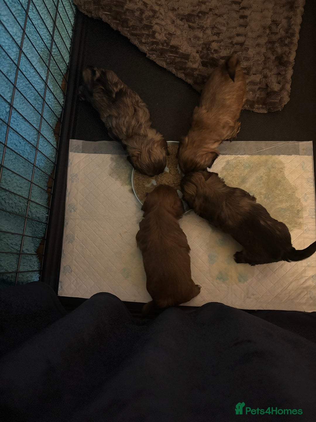 Shih Tzu dogs for sale: Shih Tzu puppies - Image 12