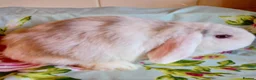 Mini Lop rabbits for sale: Pedigree Mini Lops in Tamworth - Advert 7