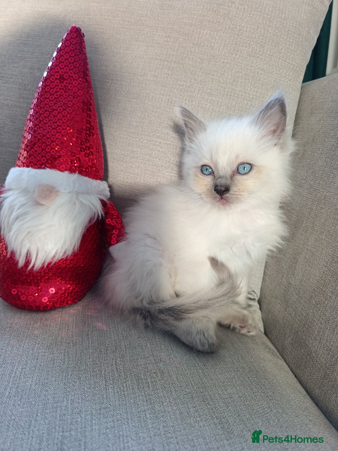 Ragdoll cats for sale: Ragdoll kittens  - Advert 3