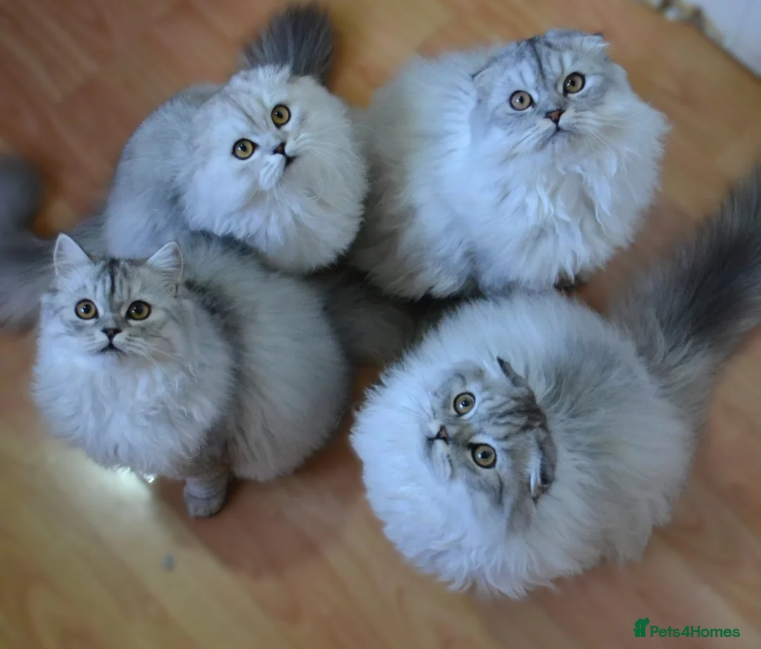 Scottish Fold cats for sale: Scottish fold kittens ❤️ - Advert 4