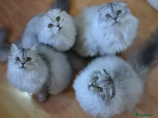 Scottish Fold cats Scottish fold boy available .❤️ - Advert 2