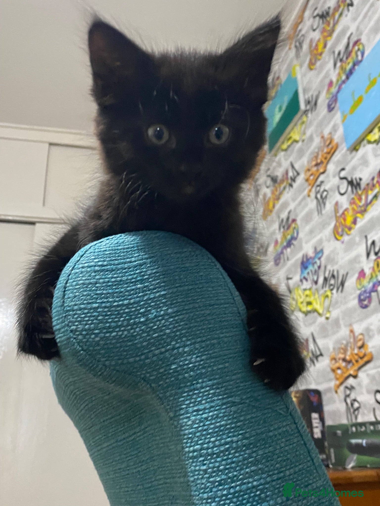 Mixed Breed cats Fully make black kitten - Advert 7