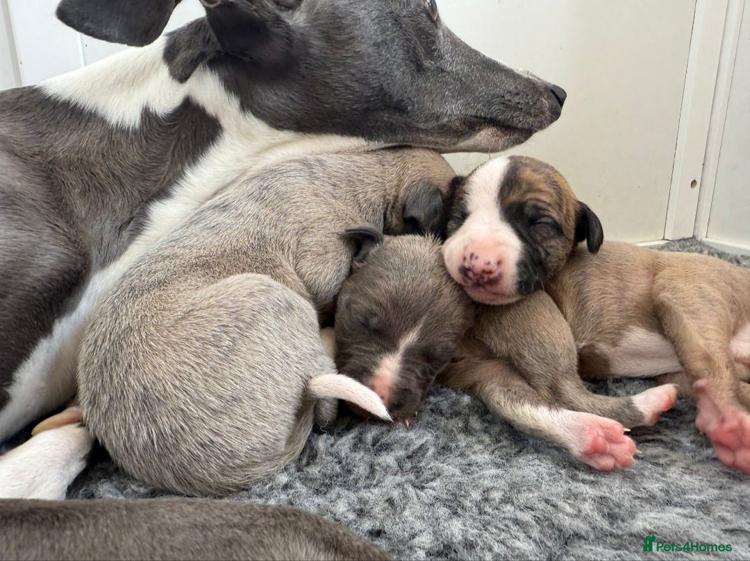 Whippet dogs for sale: Kennel club 6m old female whippet,HALO - Advert 14