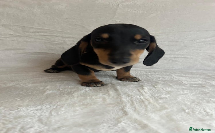 Miniature Dachshund dogs - Advert 9