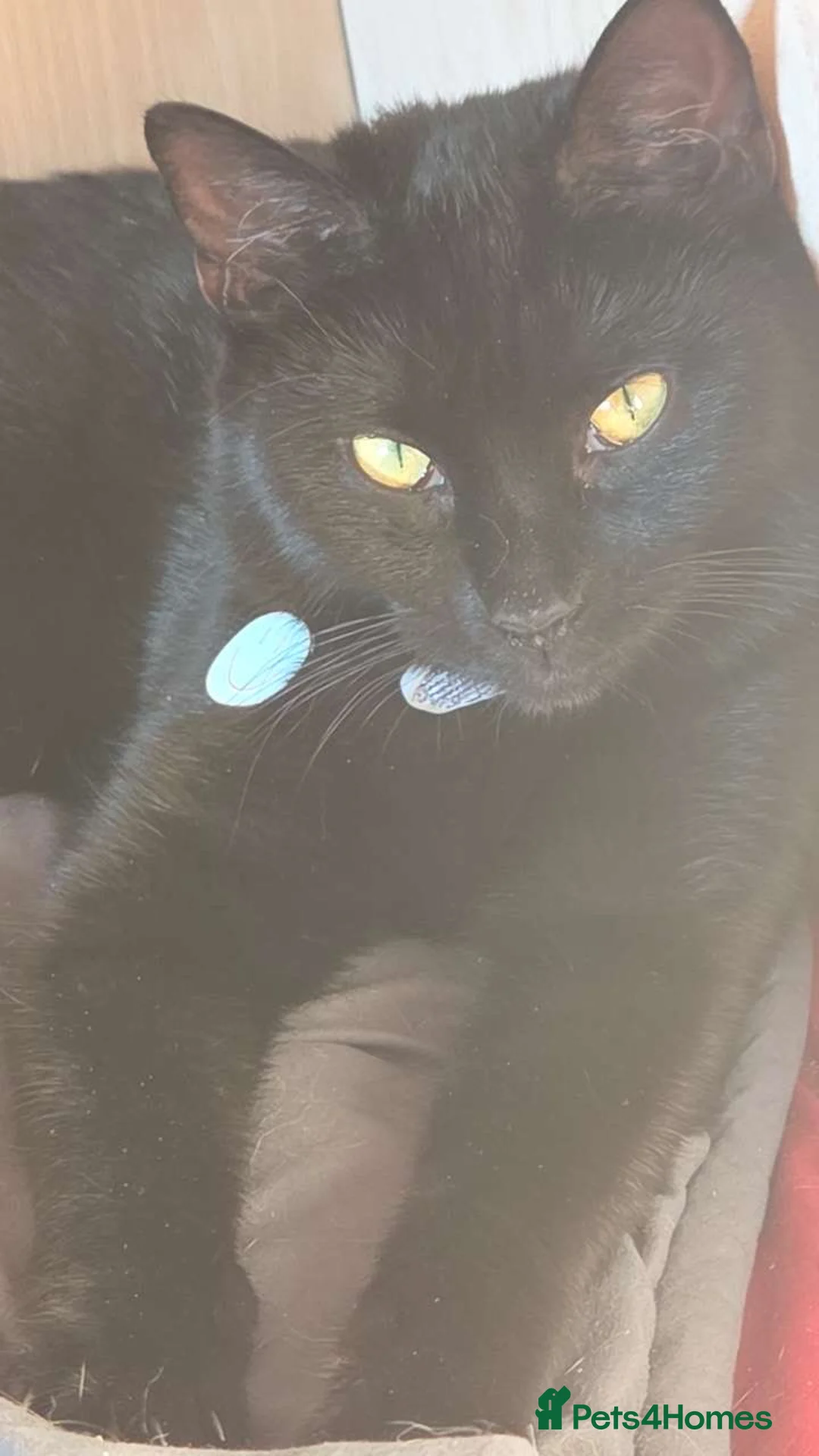 Mixed Breed cats for sale: Winnie and eclipse  - Advert 8