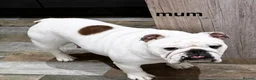 English Bulldog dogs for sale: KC British Bulldog Puppies - Advert 14