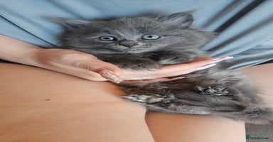 Ragdoll cats - Advert 15
