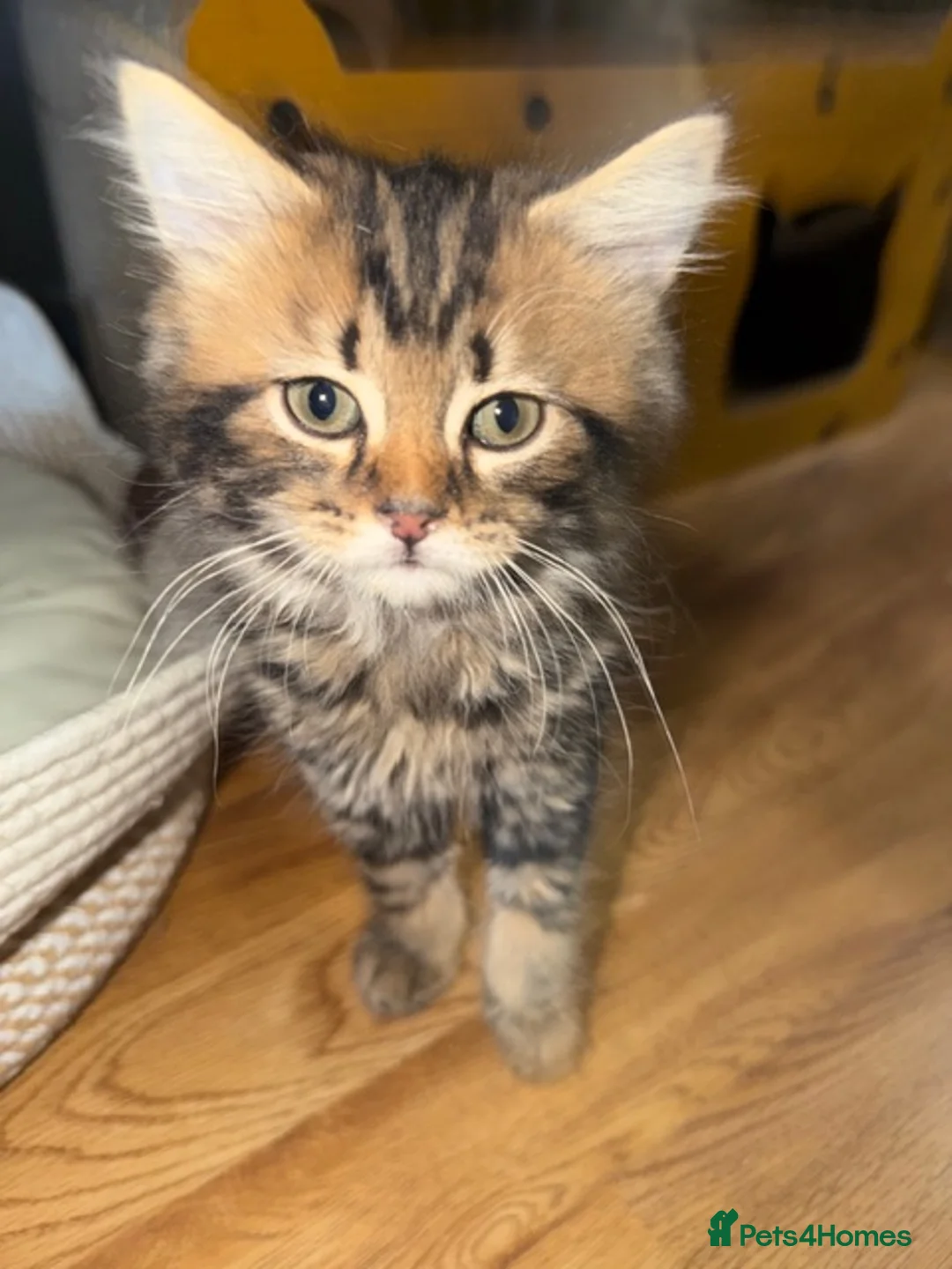 Persian cats for sale: Beautiful Persian Cross kittens for sale - Advert 9