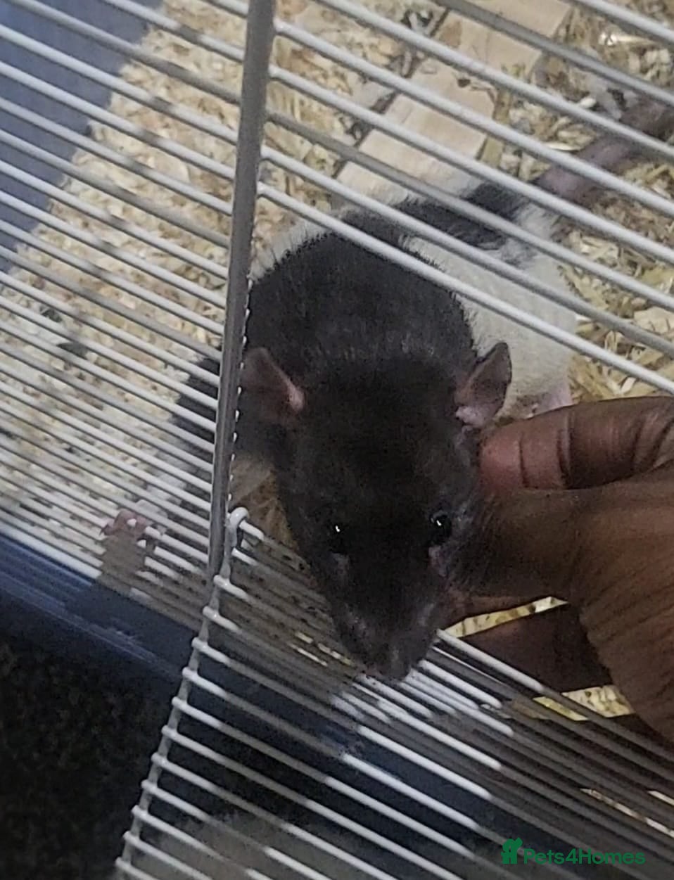 Rat rodents Male rat for sale! - Advert 1