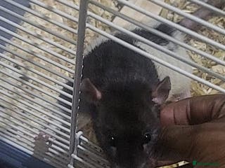 Rat rodents Male rat for sale! - Advert 1