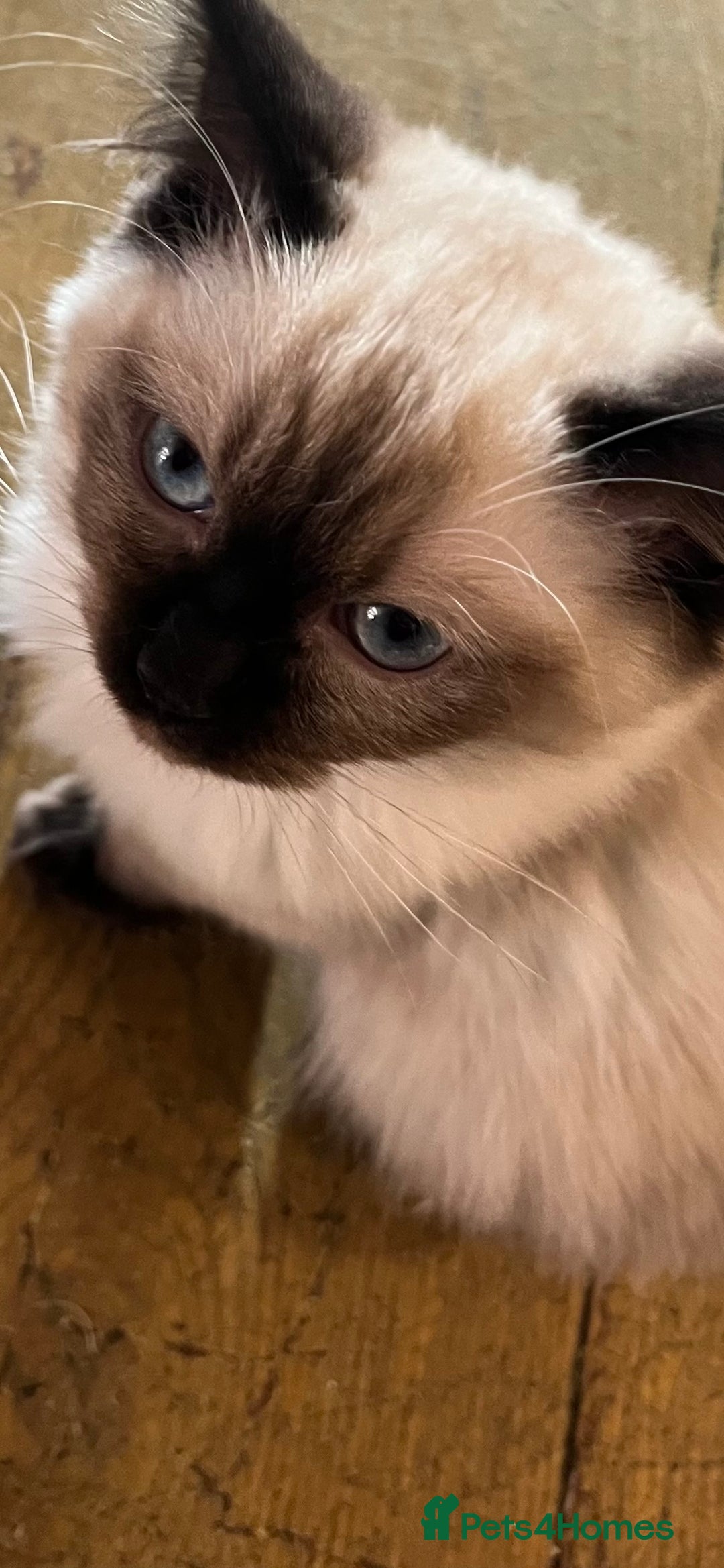 Ragdoll cats for sale: Beautiful Pedigree Seal Point Ragdoll Girl - Advert 2