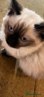 Ragdoll cats Beautiful Pedigree Seal Point Ragdoll Girl - Advert 10