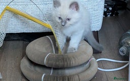 Ragdoll cats for sale: 5 Ragdoll Kittens for Sale - Image 6