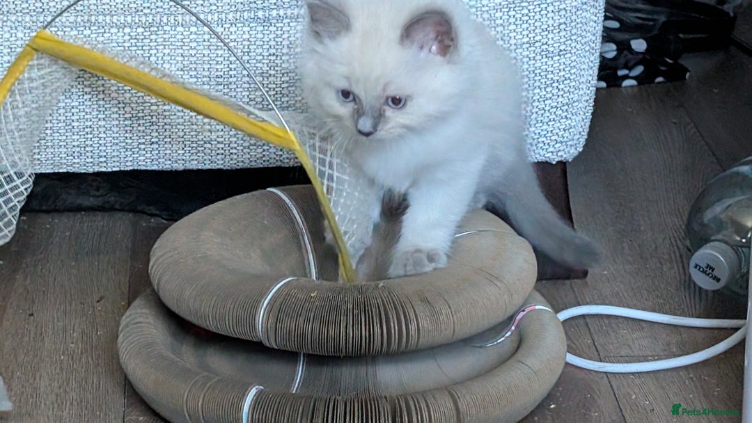Ragdoll cats for sale: 5 Ragdoll Kittens for Sale - Image 6