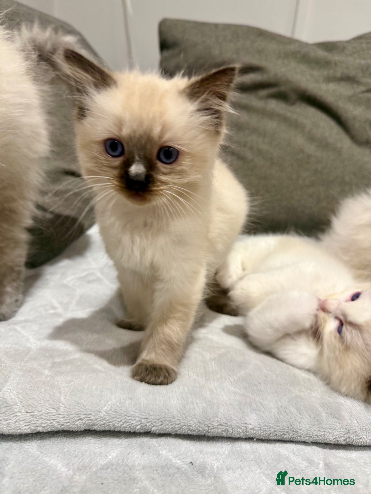 Ragdoll cats GCCF REGISTERED RAGDOLL BOYS AVAILABLE  - Advert 2