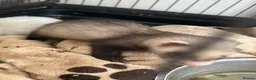 Ferret rodents for sale: £60 for Two ferret kits for sale  - Advert 3